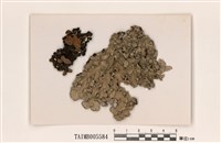 藏品(囊瓣裸緣梅衣)的圖片